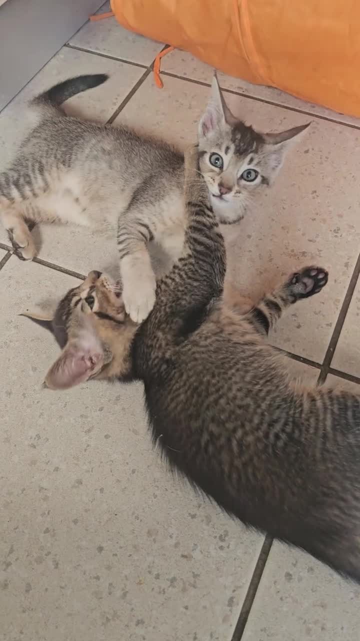 Abyssinian cats for sale: Abyssinian x kittens  - Video 2