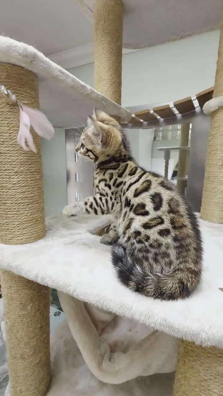 Bengal cats for sale: TICA REGISTERED BROWN ROSETTED BENGAL KITTENS  - Video 1