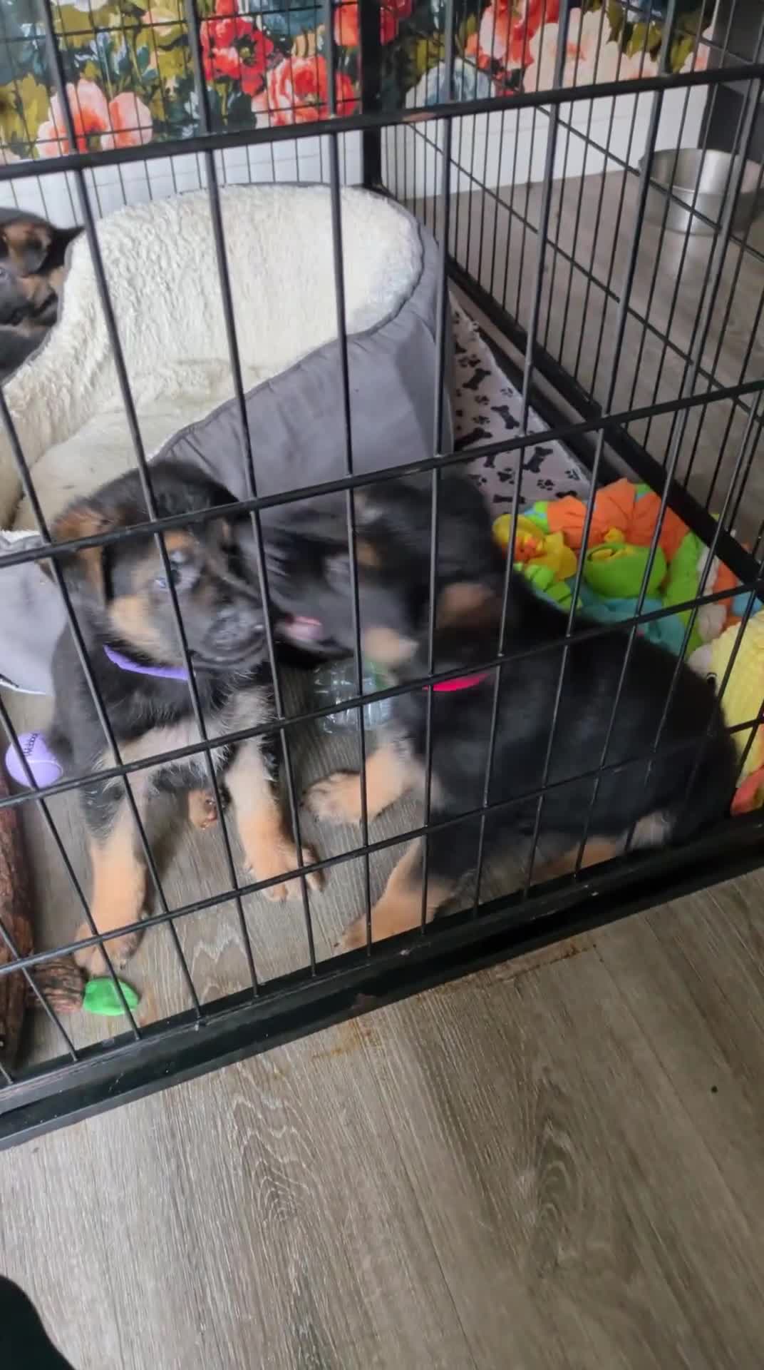 German Shepherd dogs for sale: **REDUCED**Beautiful German Shepherd Pups - Video 1