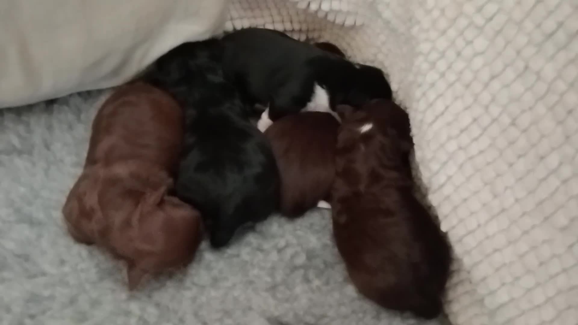 Mixed Breed dogs for sale: Imperial Shihtzu X Chihuahua Puppies  in Grays - Video 1