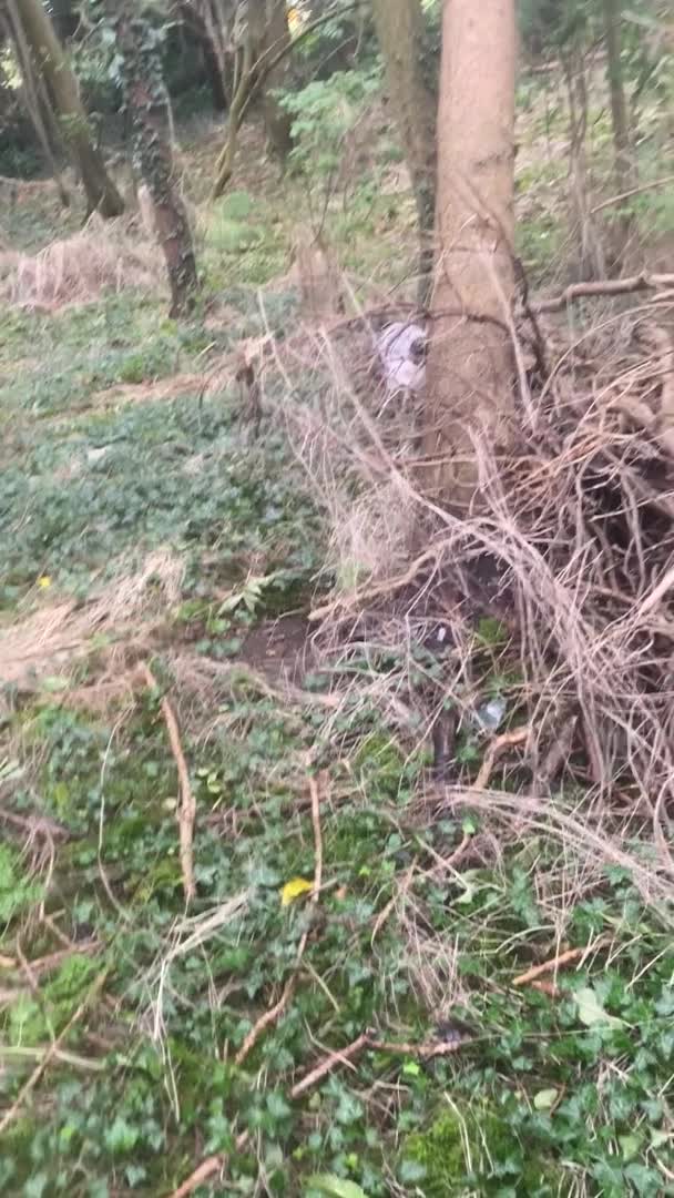 Cocker Spaniel dogs for stud: Crazy Cocker spaniel for studding. in Kettering - Video 2