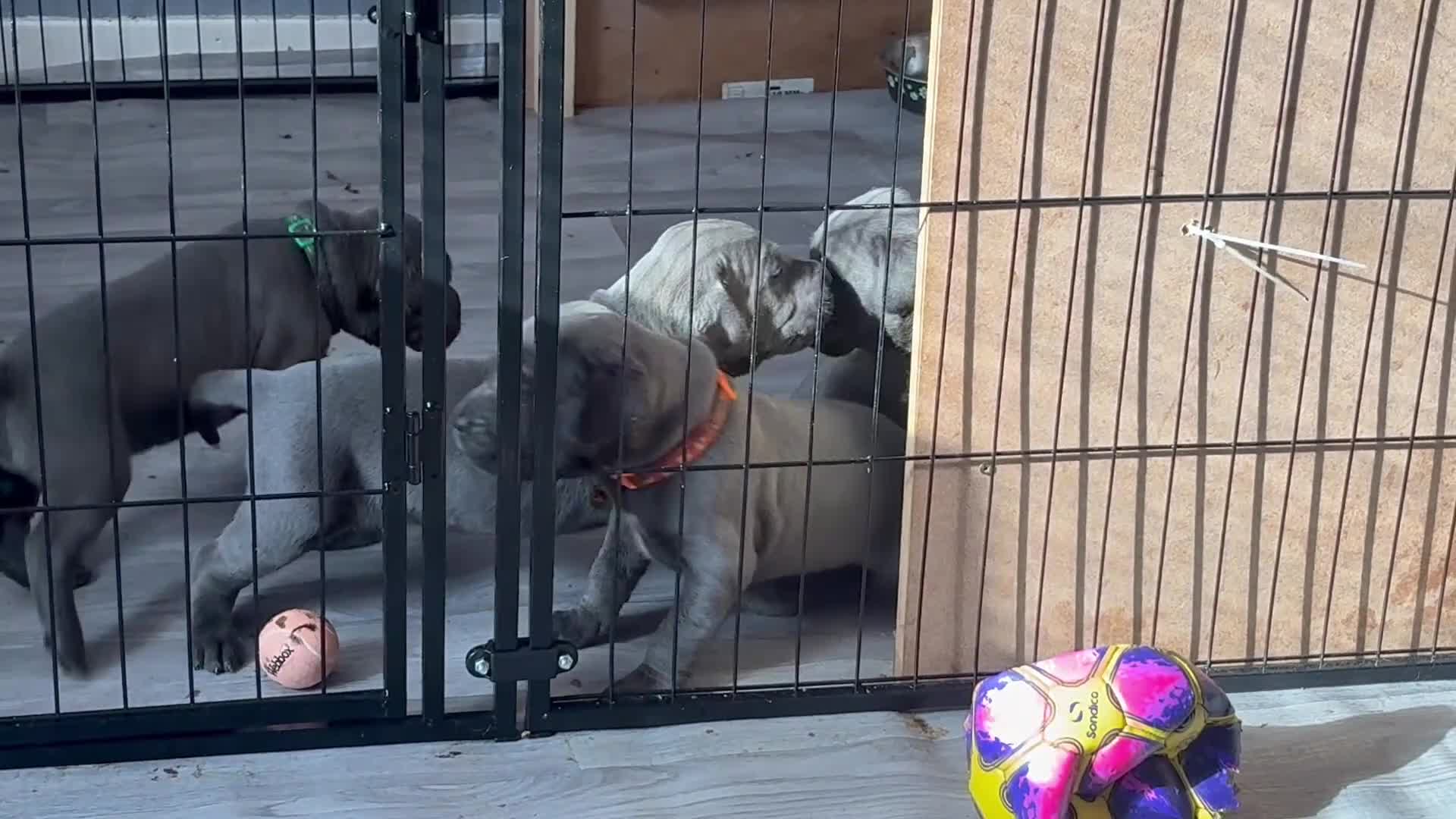 Cane Corso dogs for sale: Cane corso pups in Johnstone - Video 3