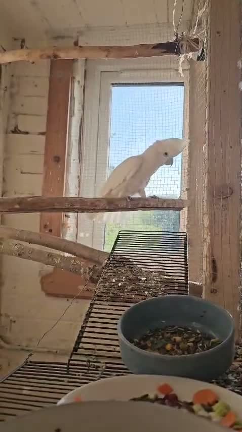 Mixed Breed birds for sale: Indian ringneck babies & Male Ducorp cockatoo  - Video 1
