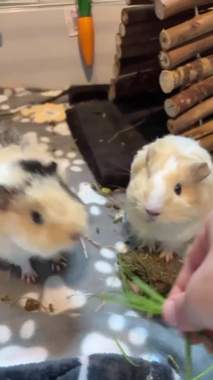 Guinea Pig rodents for sale: guinea pig  - Video 1