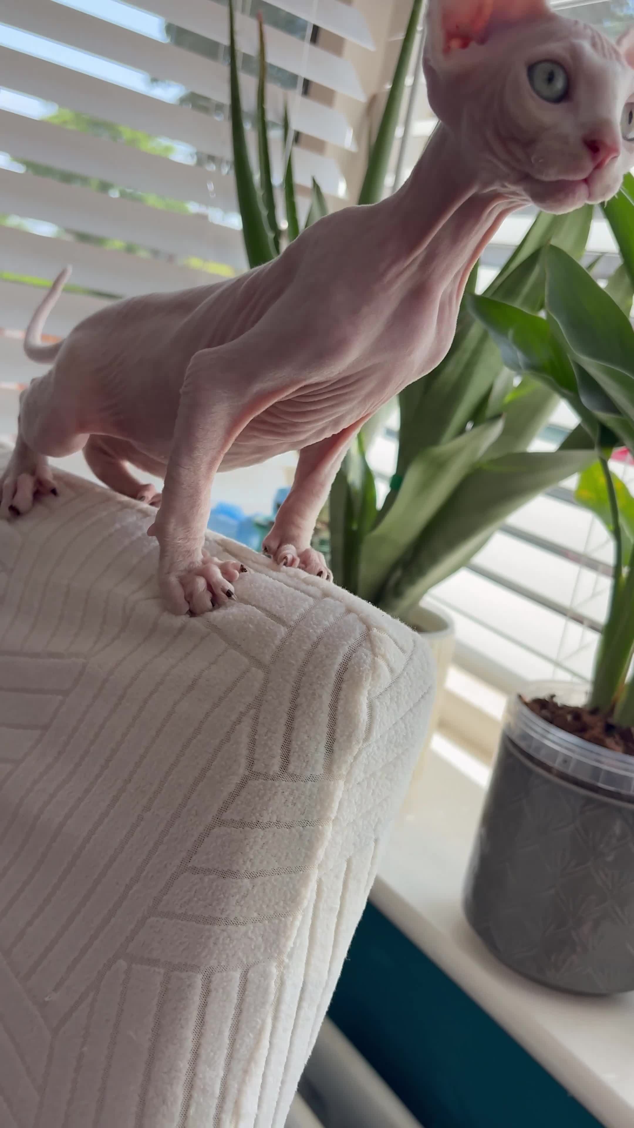 Sphynx cats for sale: Sphynx bambino kittens available 🐈‍⬛🐈 - Video 2
