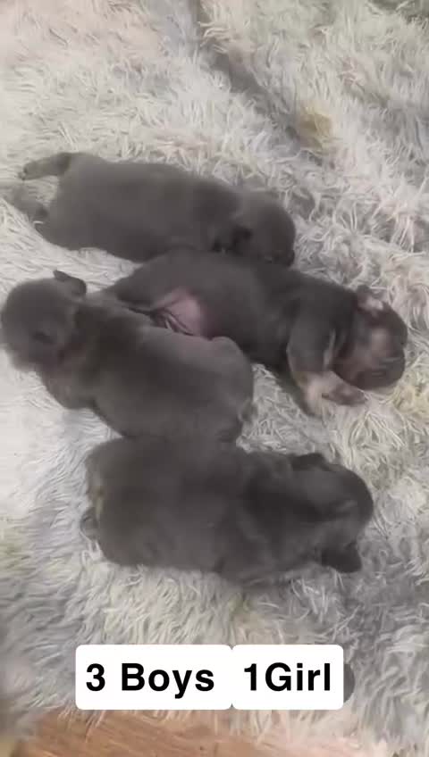 French Bulldog dogs for sale: French bulldogs Puppies - Video 1