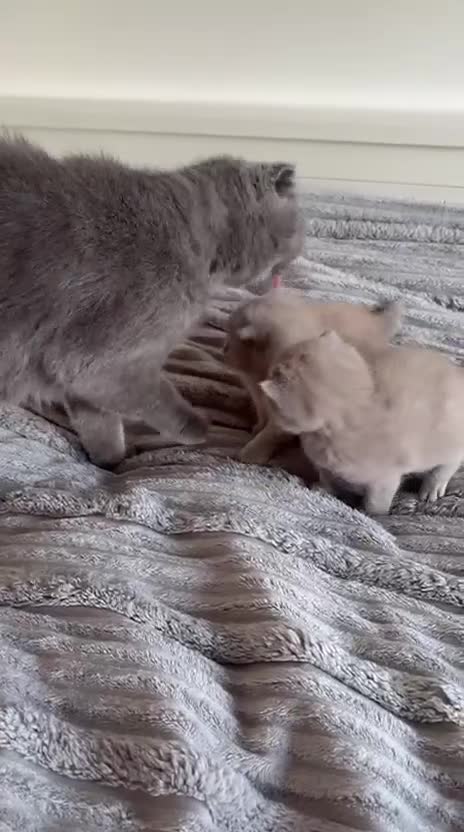 Scottish Fold cats for sale: Beautiful Scottish fold kittens  - Video 1