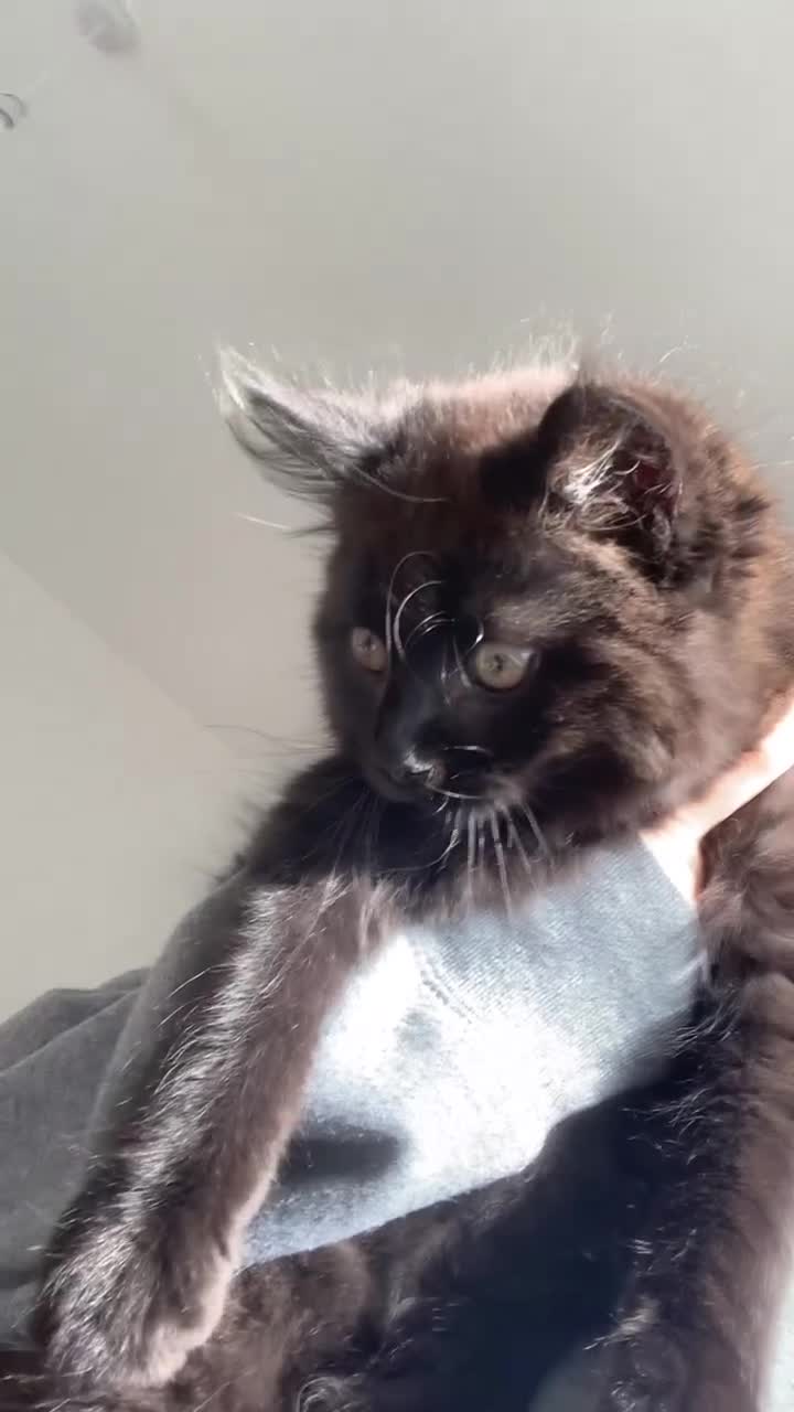 British Longhair cats for sale: British longhair kitten  - Video 3