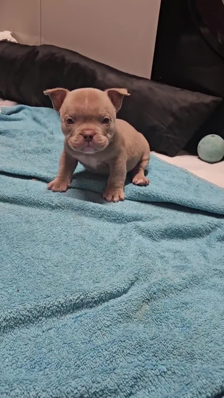 American Bully dogs for sale: Exotic Bullies - Video 1