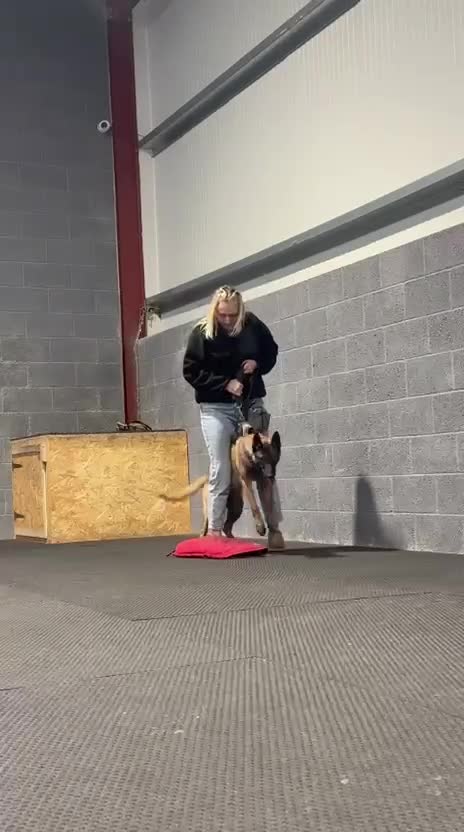 Belgian Shepherd Dog dogs for sale: 1 year old female Belgian malinos  - Video 2