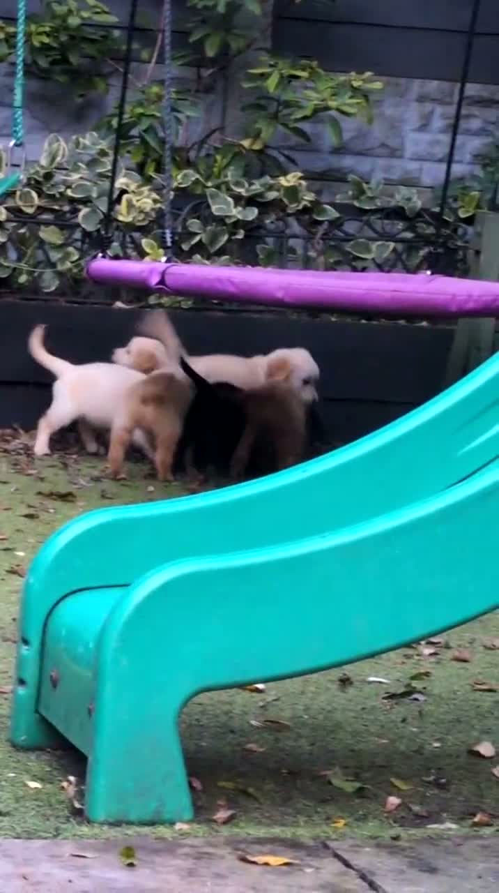 Golden Retriever dogs for sale: KC registered cream golden retriever  - Video 1