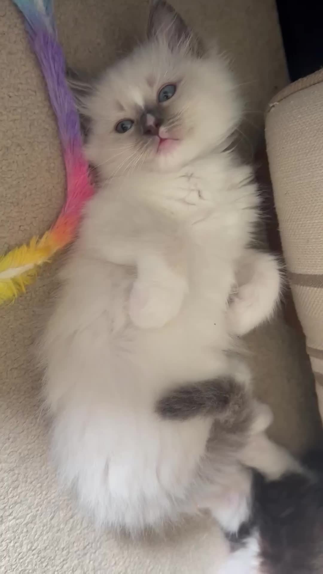 Ragdoll cats for sale: BLUE POINT RAGDOLL GIRL - Video 4