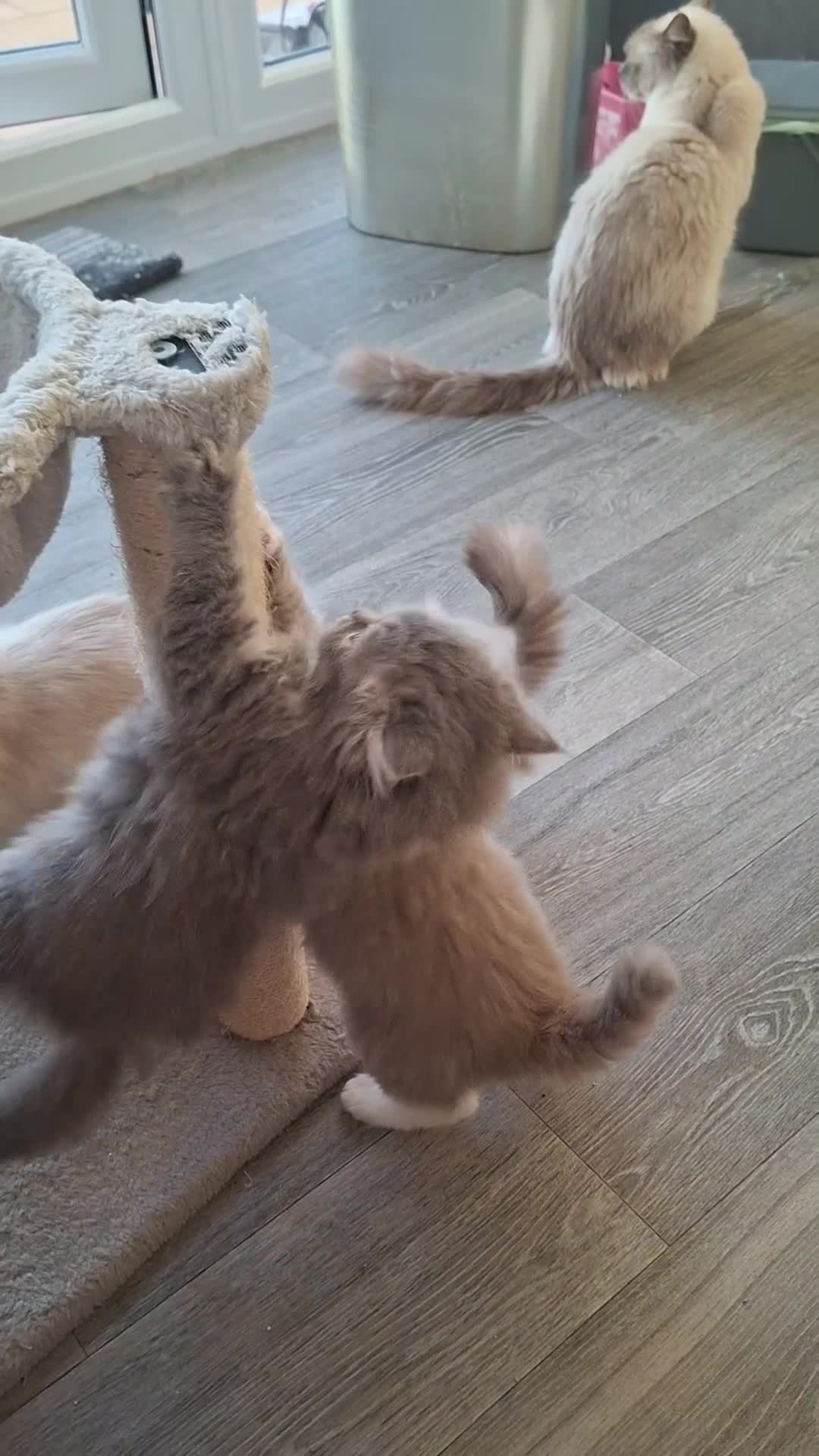 British Longhair cats for sale: 5 x beautiful BLH kittens for sale - Video 4