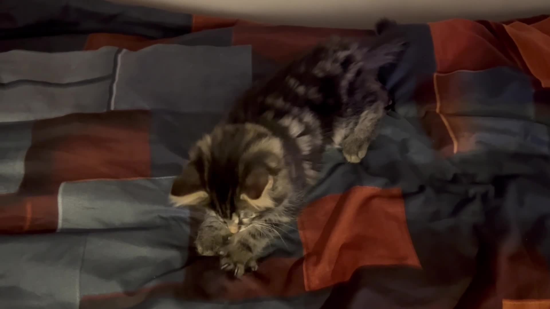 Bengal cats for sale: Half Bengal X Half Maine Coon for sale  - Video 1