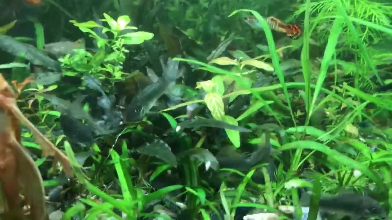 Corys fish for sale: Emerald Cory Splendens 1 male+1 female size 6 cm.  - Video 1