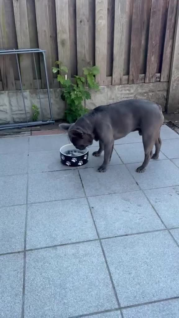French Bulldog dogs for sale: Freddie is looking for new home  - Video 1
