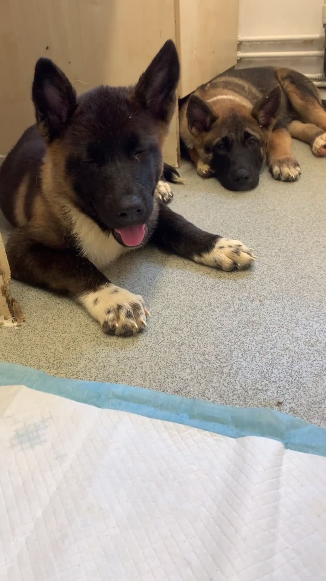 Akita dogs for sale:  American Akita puppy  - Video 2