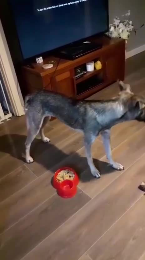 Mixed Breed dogs for sale: Meet Holly! - Video 4