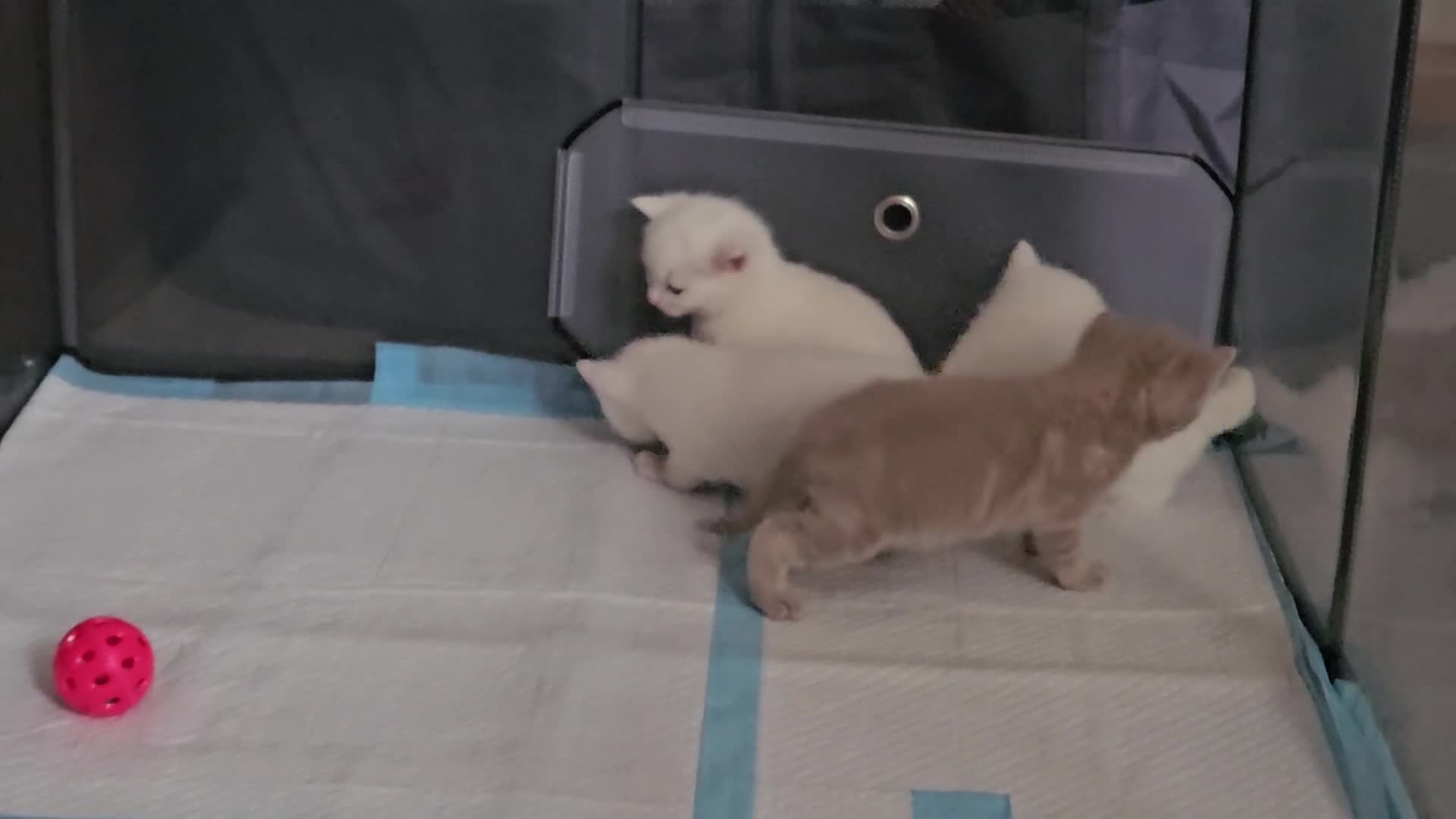Mixed Breed cats for sale: Scottish straight cross kittens - Video 1