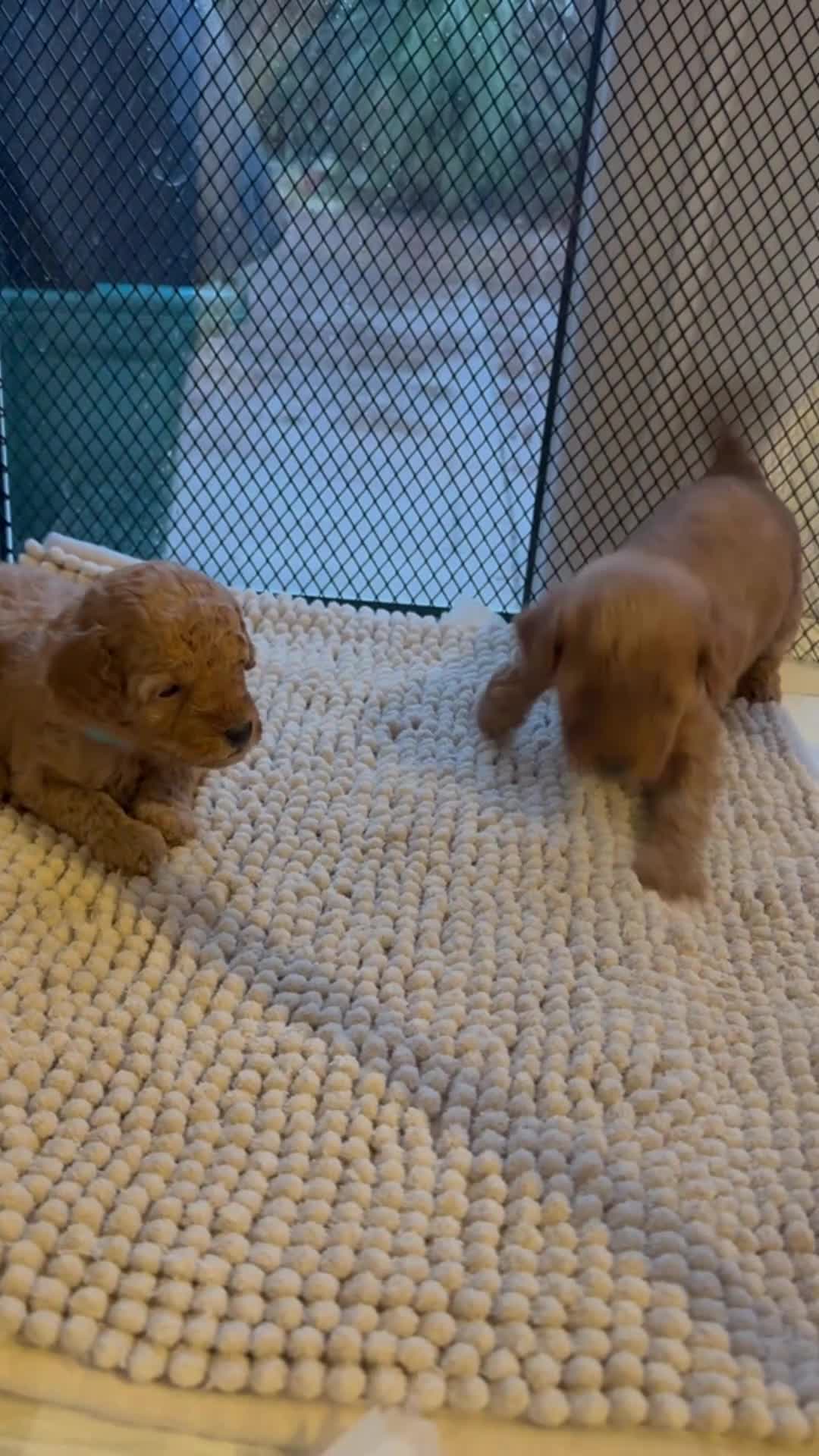 Toy Poodle dogs for sale: Adorable toy poodle’s pups  - Video 2