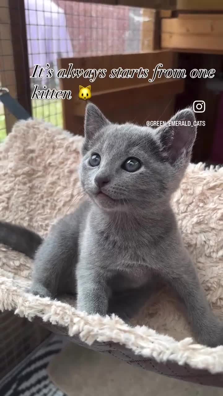 Russian Blue cats for sale: Pedigree TICA registered Russian blue kittens - Video 2