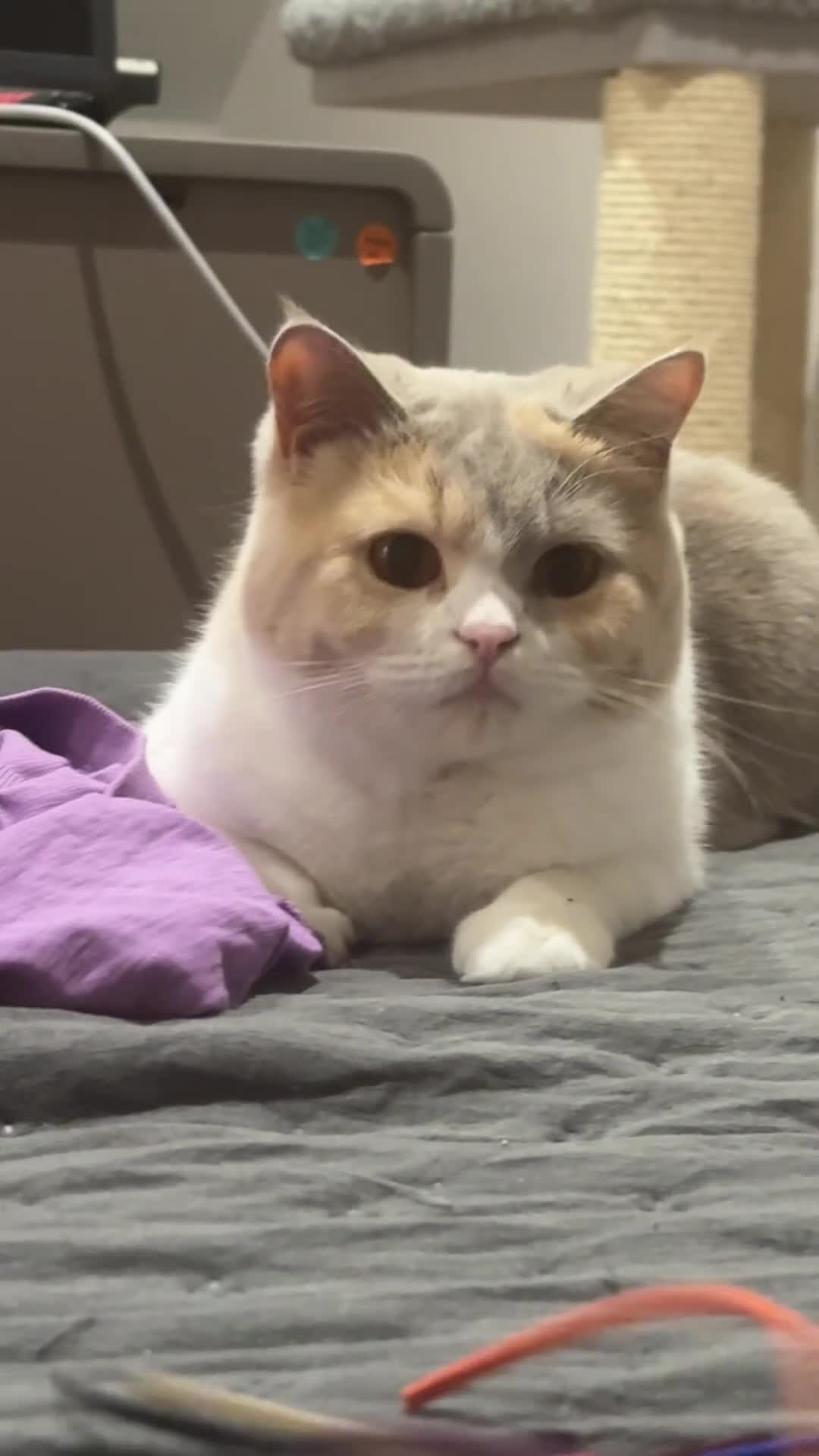 British Shorthair cats for sale: Pedigree BSH Girl Seeking Calm Loving Home - Video 2