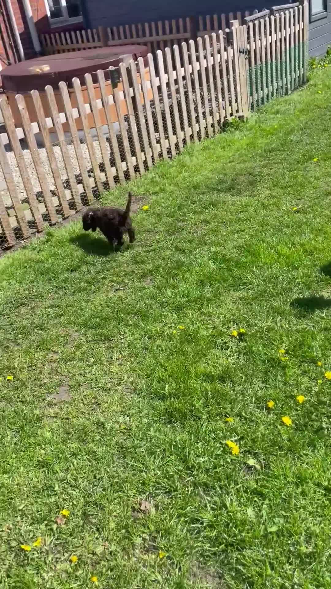 Cavapoo dogs for sale: F1 CHOCOLATE Cavapoo’s EXTENSIVELY H/T - Video 4