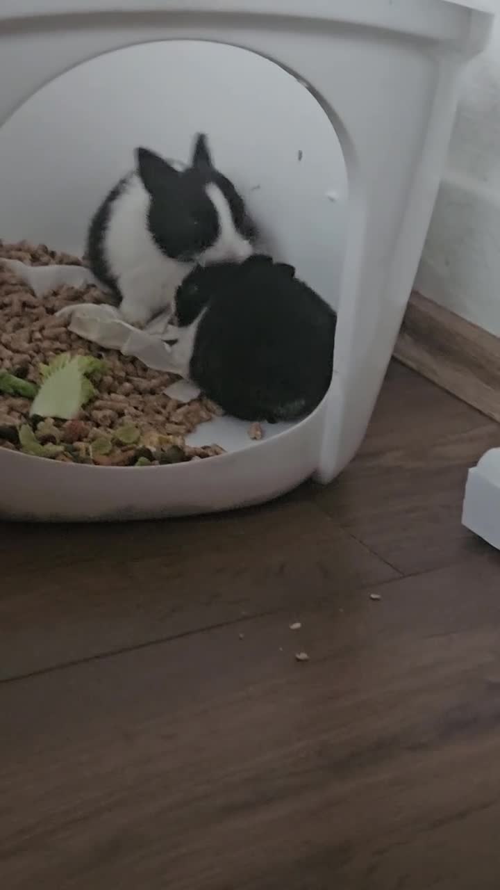 Rex rabbits for sale: They are 5 weeks old so nice baby - Video 4