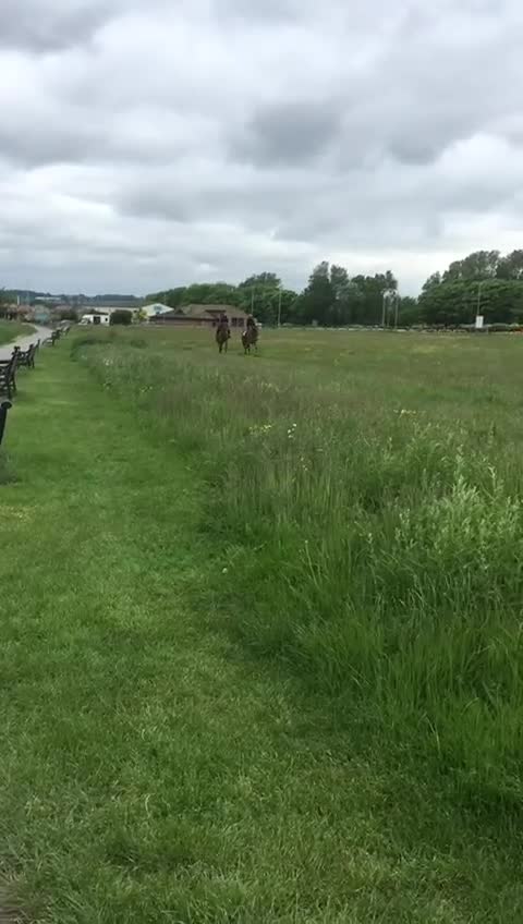 English Warmblood horses for sale: Striking dressage school mistress - Video 3