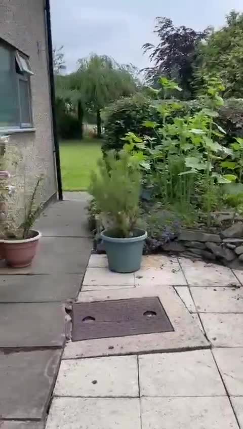 Mixed Breed dogs for adoption: 💙SCOUT- 16 month Lab cross fading in kennels💙 - Video 3