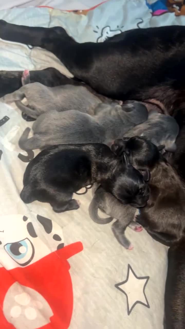 Staffordshire Bull Terrier dogs for sale: KC Reg Staffy Puppies Ready 3rd Dec - Video 5