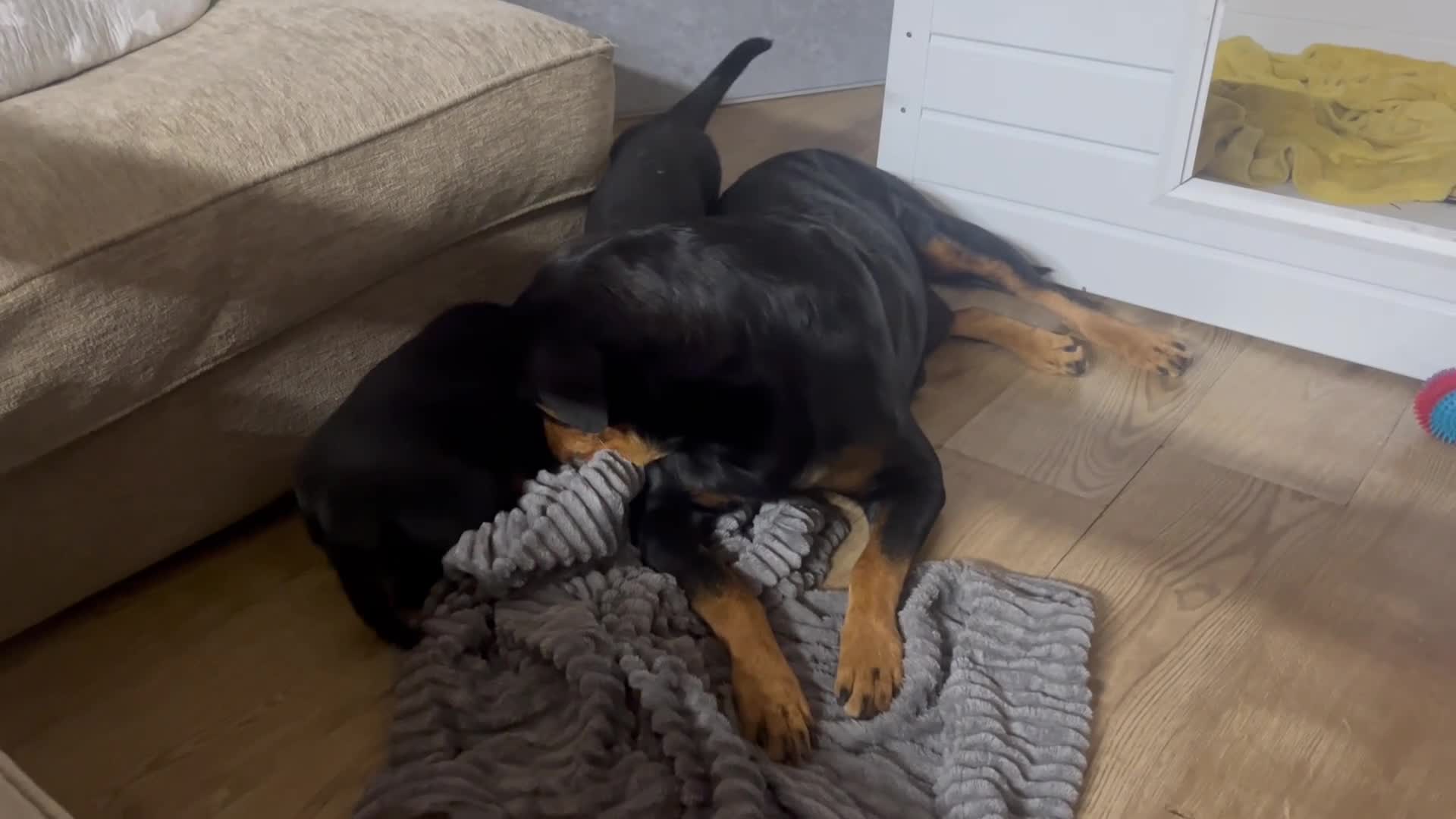 Rottweiler dogs for sale: Rottweiler huge chunky pups ready now 2 girls left - Video 2