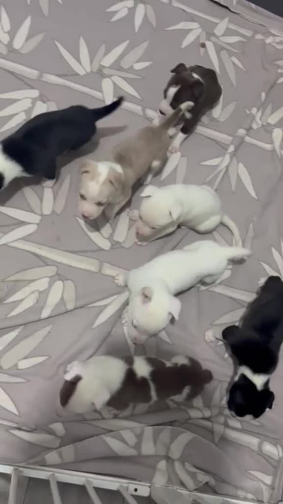 Mixed Breed dogs for sale: READY TO LEAVE Husky x American bulldog puppies  - Video 1
