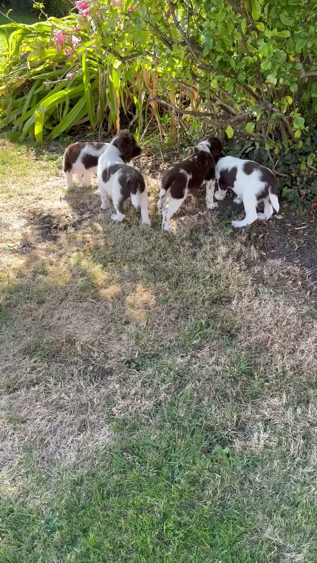 English Springer Spaniel dogs for sale: Very Well Bred Male Springer Spaniels - Video 2