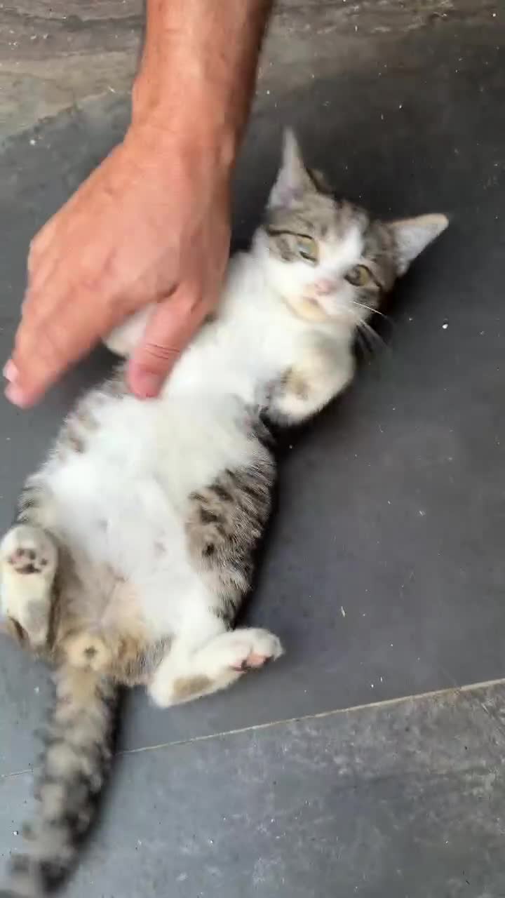 British Shorthair cats for sale: PURE BSH BOY KITTEN - ONLY £75! in Uxbridge - Video 3