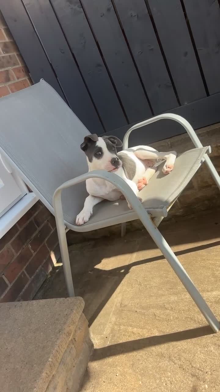 Mixed Breed dogs for sale: Staffy X American Bulldog Puppy - Video 2