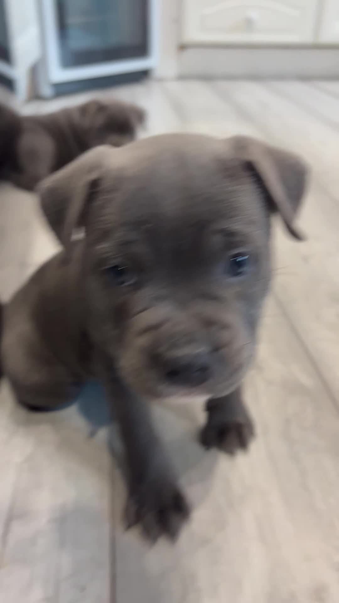 Staffordshire Bull Terrier dogs for sale: Dw Kc registered Blue Staffordshire Bull Terriers. - Video 2