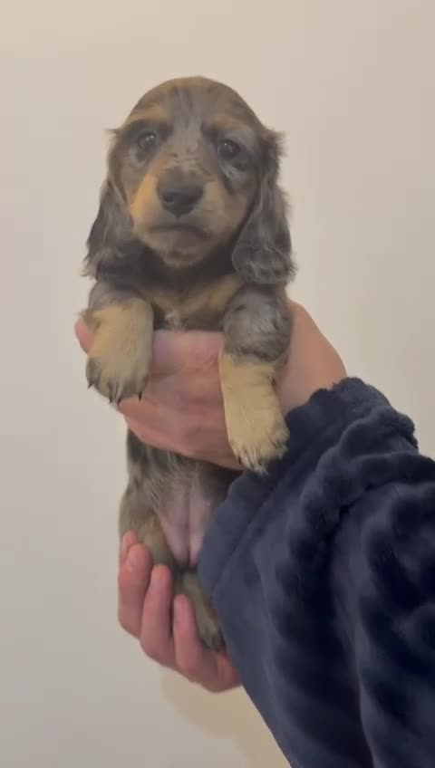 Miniature Dachshund dogs for sale: Beautiful Miniatures  in Manchester - Video 2