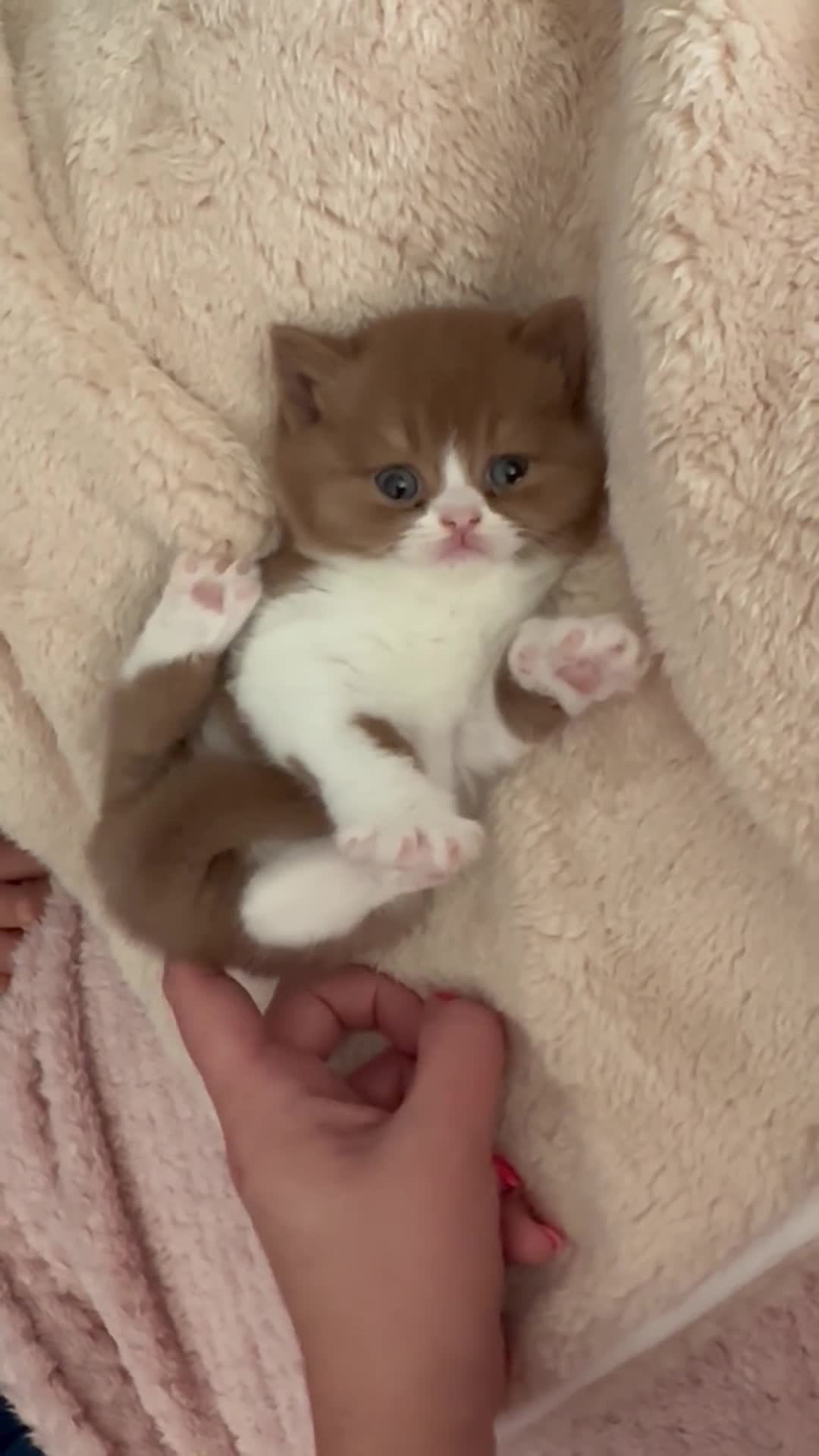 British Shorthair cats for sale: Pedigree British Shorthair TICA in Crewe - Video 1