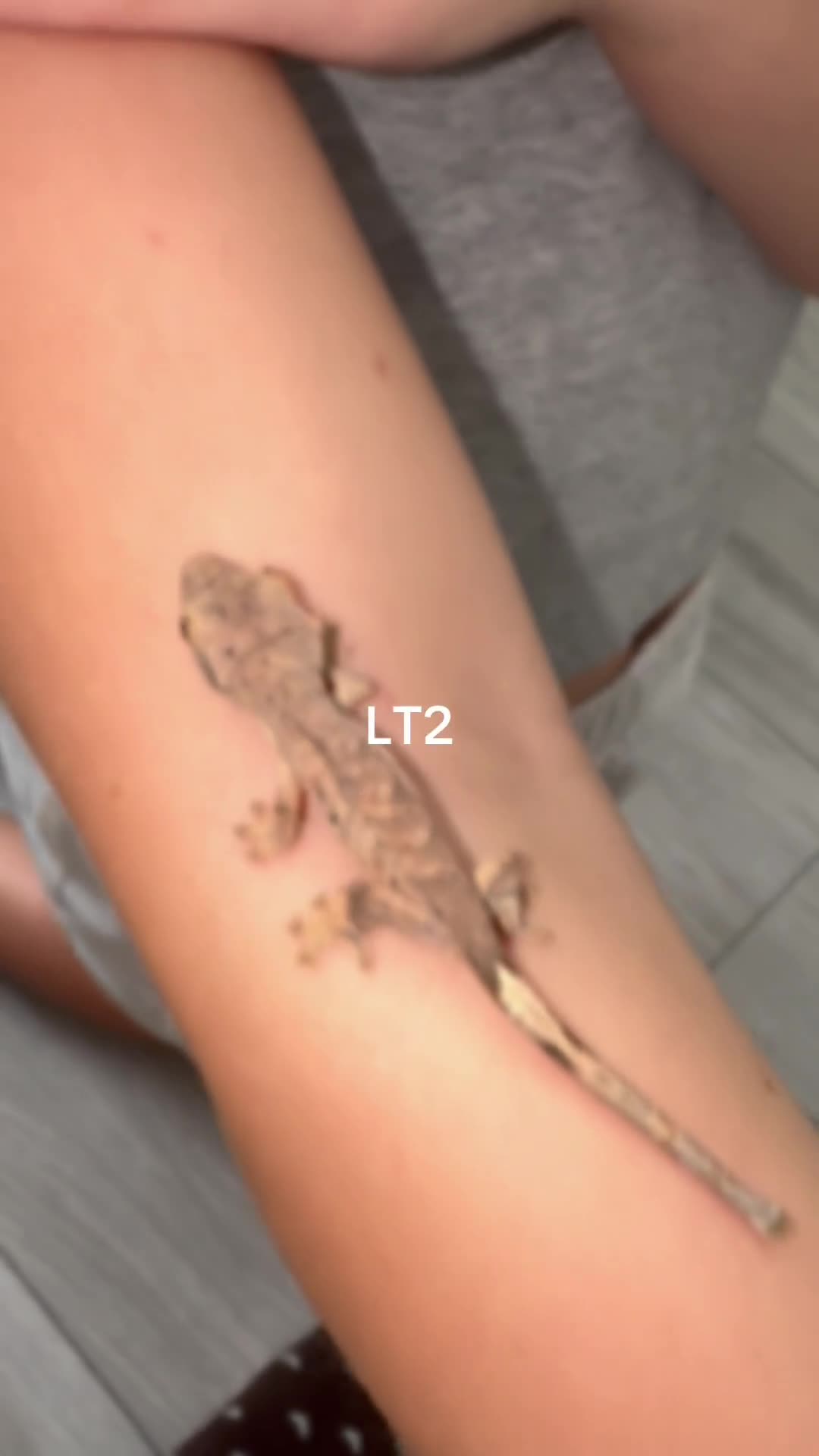 Gecko reptiles for sale: Baby Crested Geckos  - Video 4