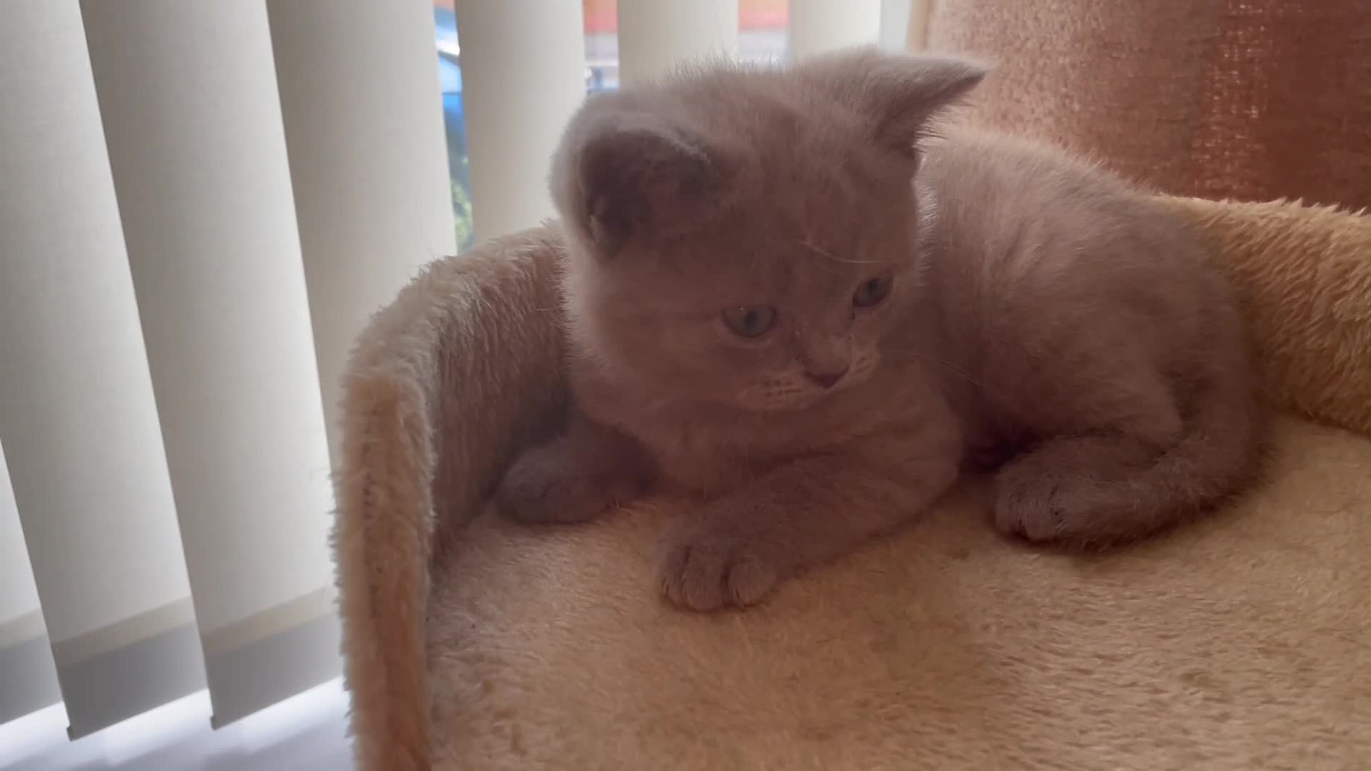 British Shorthair cats for sale: Lilac British short hair Boy - Video 1