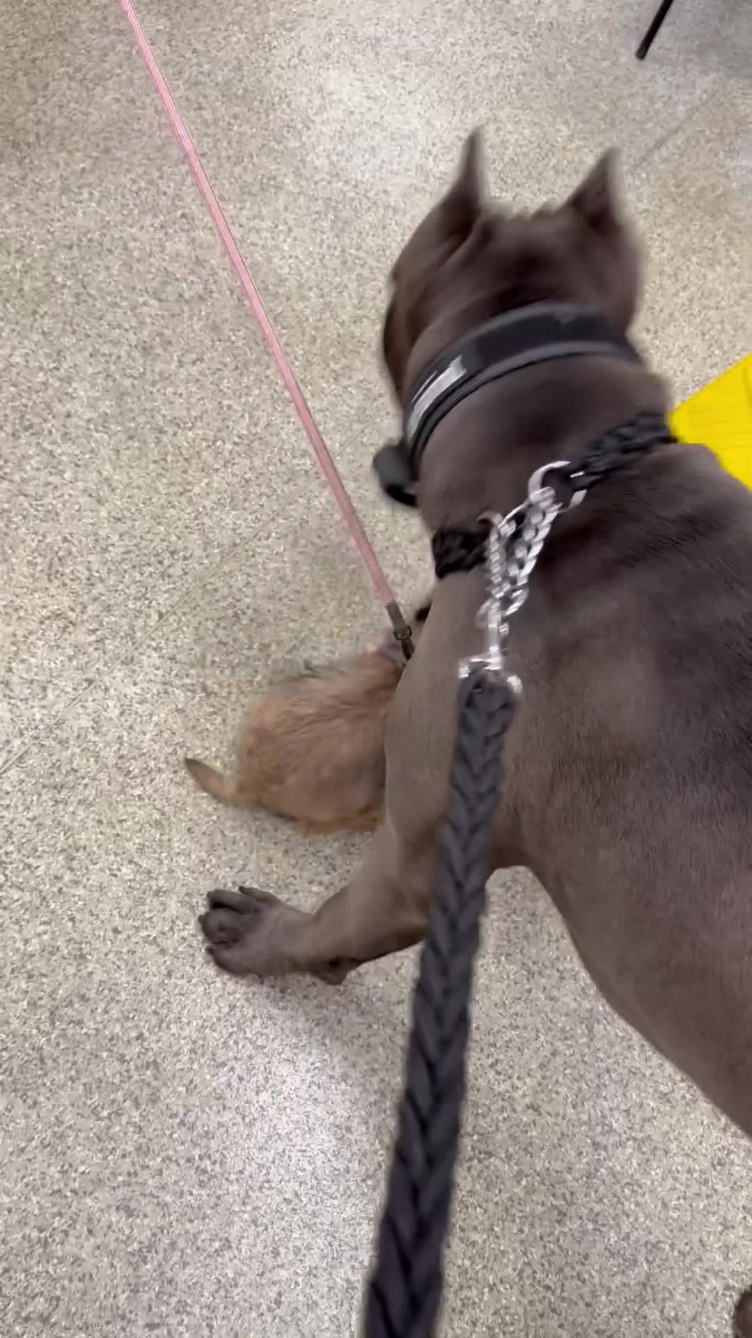 Cane Corso dogs for sale: Cane Corso  - Video 2
