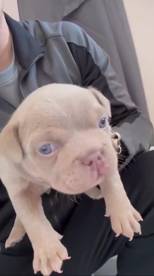 American Bully dogs for sale: Female bully - Video 3