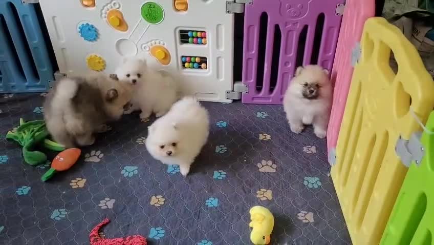 Pomeranian dogs for sale: Stunning KC Pomeranian Puppies for sale - Video 2