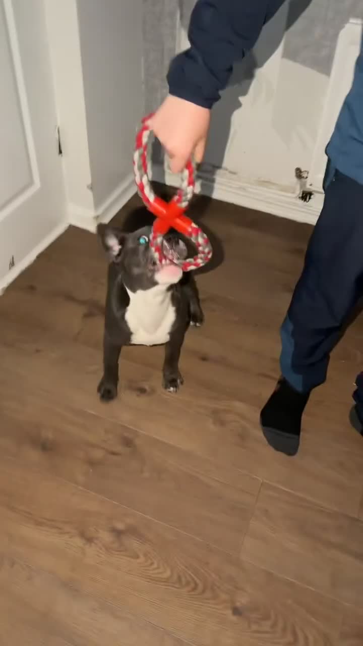 Mixed Breed dogs for sale: French cross English bulldog male for rehoming in Newcastle upon Tyne - Video 1