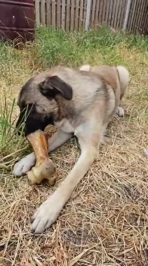 Mixed Breed dogs for adoption: 💛🐾 MILO, A LOVING BOY - FOR A NEW BEGINNING 🐾💛 - Video 3