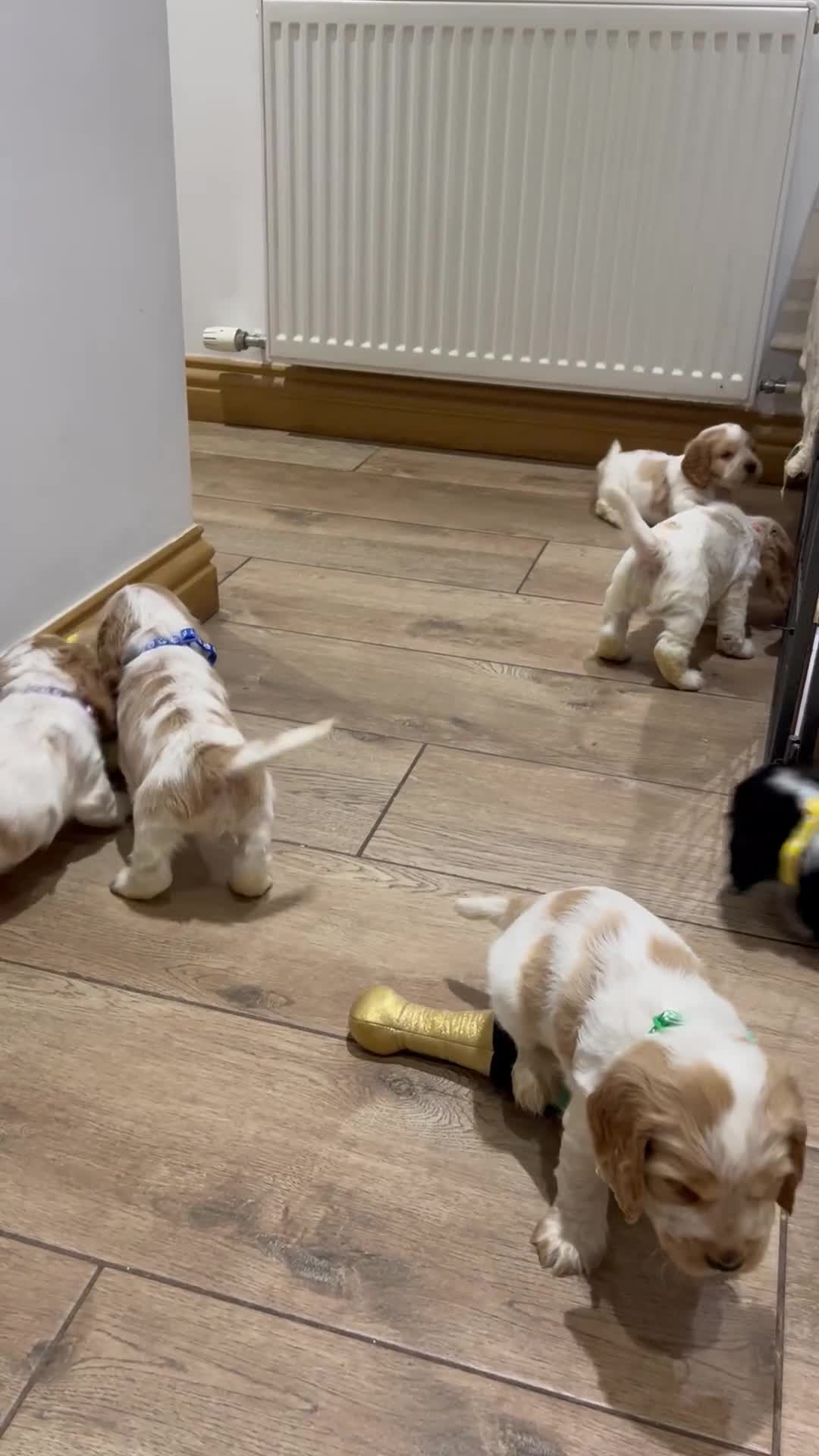 Cocker Spaniel dogs for sale: ✨ SHOW COCKER SPANIEL PUPPIES ✨ - Video 2