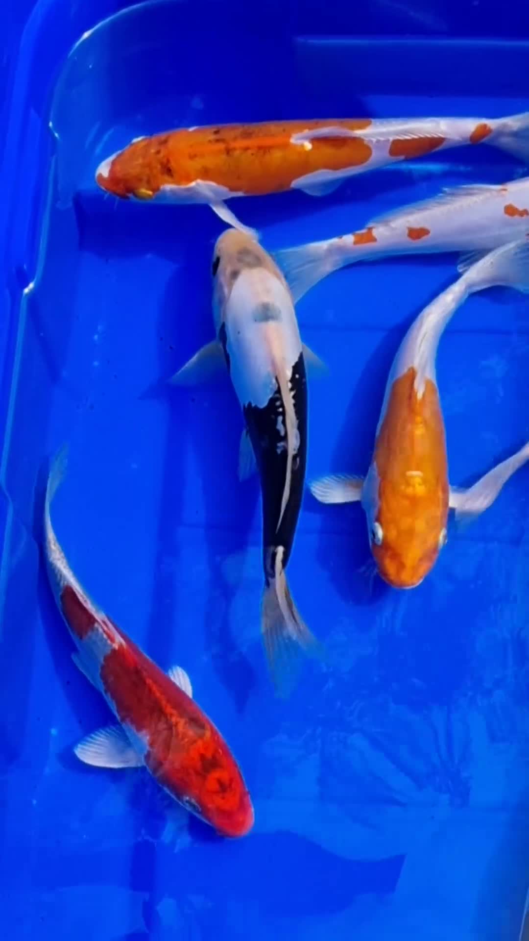 Koi Carp fish for sale: 8 to 10 inch Koi Carp mix pond fish in Chorley in Chorley - Video 2