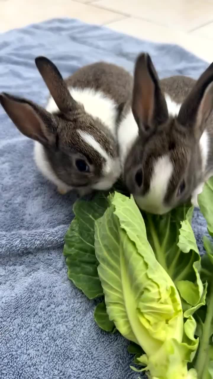 Dutch rabbits for sale: Beautiful baby Dutch bunnies for sale 6 weeks old - Video 1
