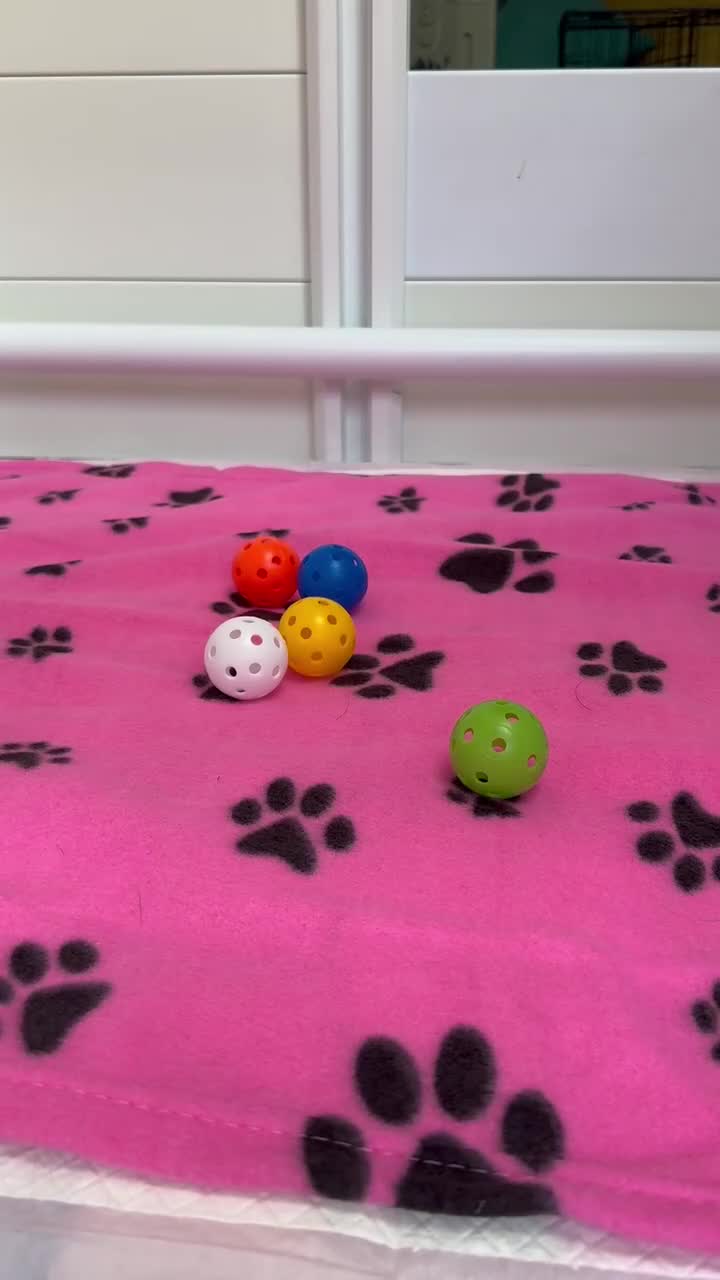 Miniature Schnauzer dogs for sale: Adorable KC registered Miniature Schnauzers - Video 2